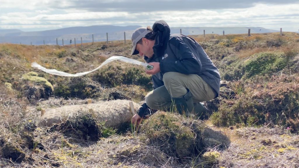 man planting sphagnum moss on peatland