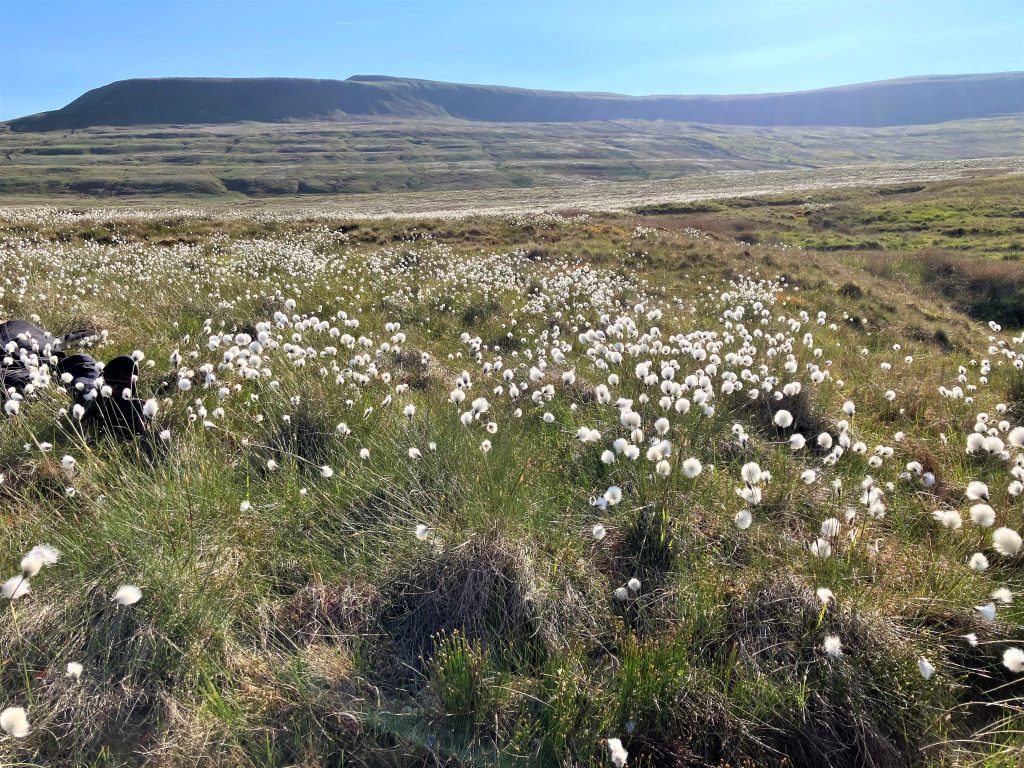 hill and cotton grass