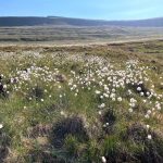 hill and cotton grass