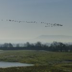 Geese fly over a wetland