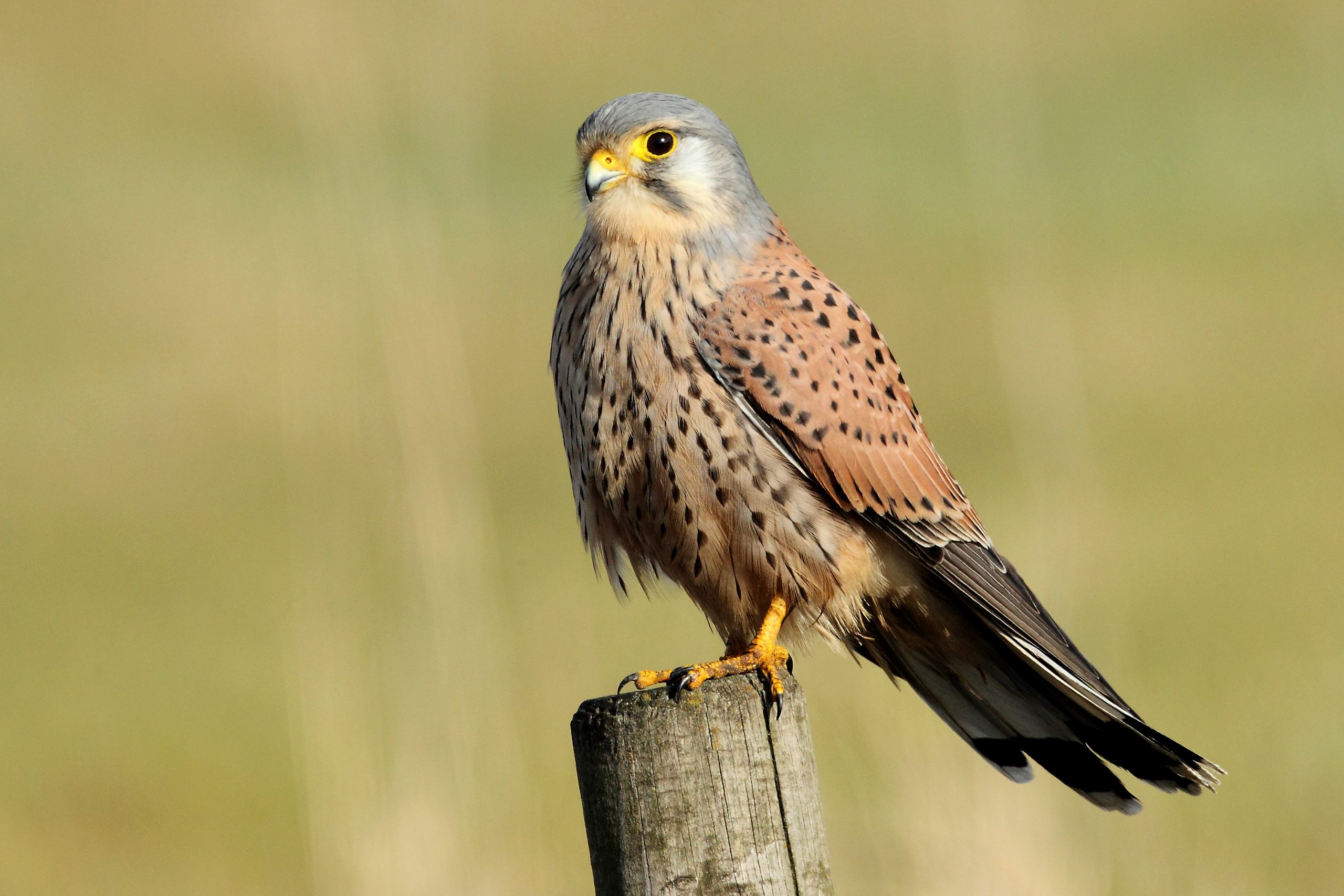 Kestrel - Whitfield Benson