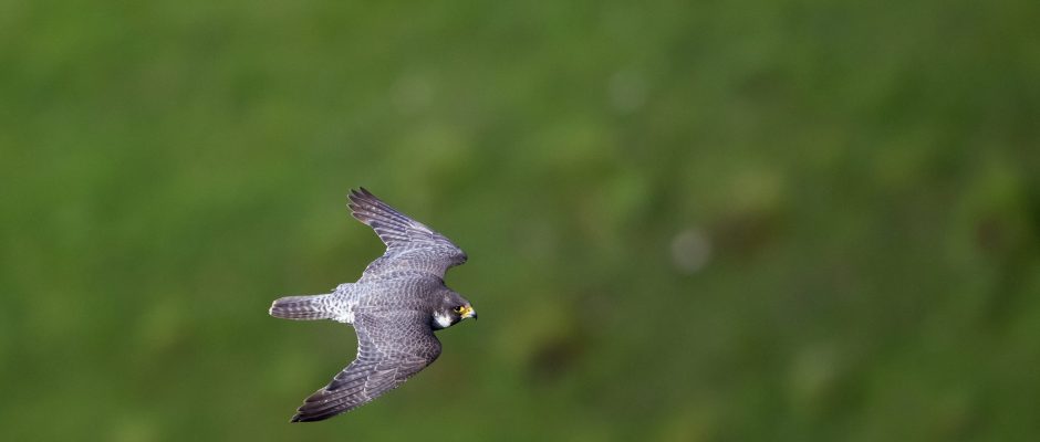 Peregrine Falcon Peregrine Falcon - © Rich Bunce, Walking Photographer