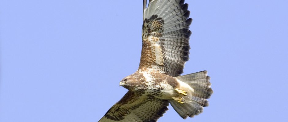 Common Buzzard Flying Common Buzzard Flying - Whitfield Benson