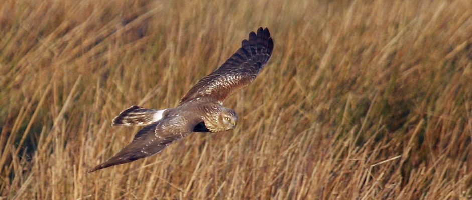 Hen Harrier Hen Harrier - Dave Dimmock
