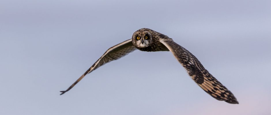 Short-eared owl_c. Rich Bunce Walking Phtographer