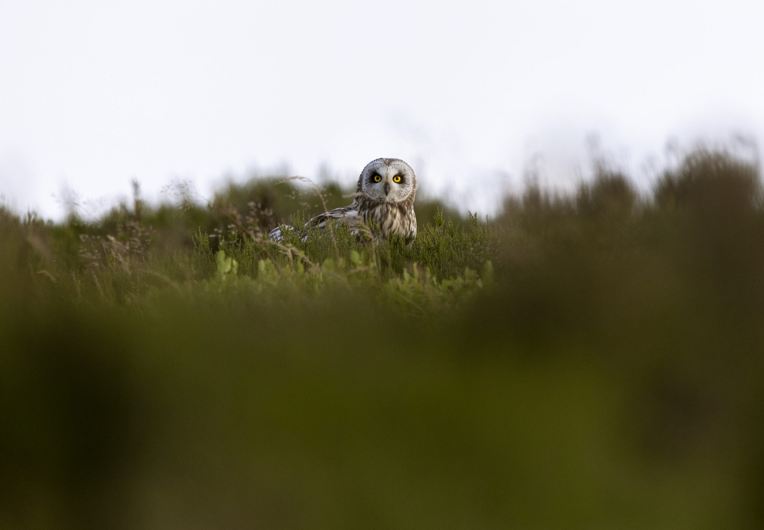 Short-eared owl in the moorland undergrowth