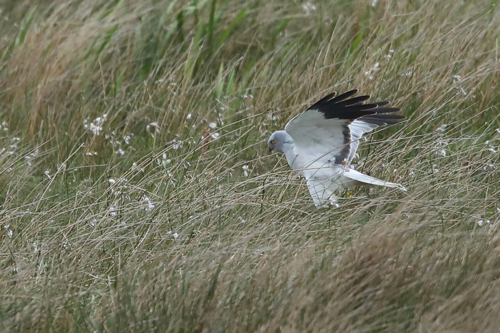 Male hen harrier in moorland grass