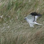 Male hen harrier in moorland grass